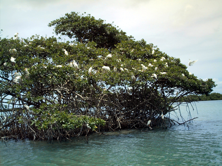 25 - Mangrove 049.jpg
